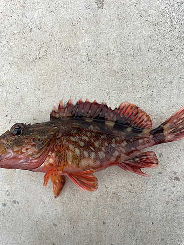 カサゴの釣果