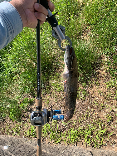 ナマズの釣果