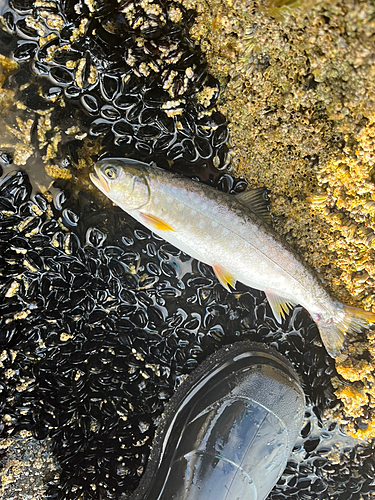 アメマスの釣果