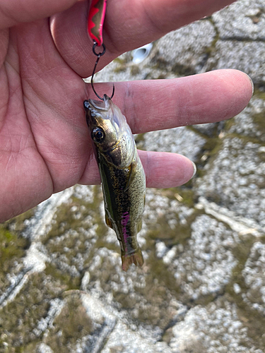 アブラハヤの釣果