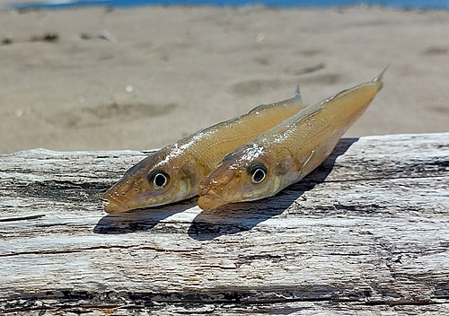 キスの釣果