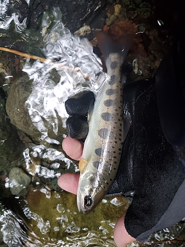 アマゴの釣果