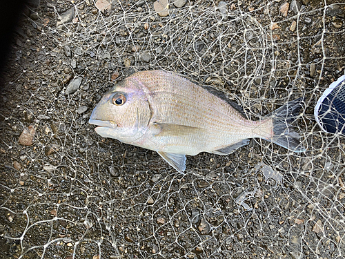 ヘダイの釣果