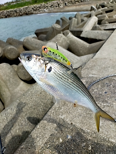 コノシロの釣果