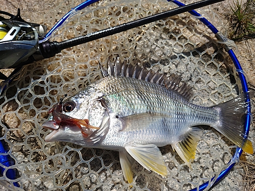 キビレの釣果