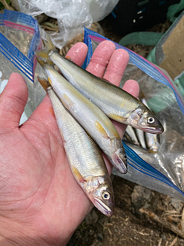 コアユの釣果