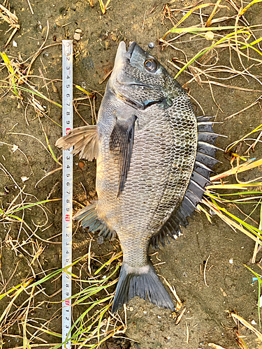 クロダイの釣果