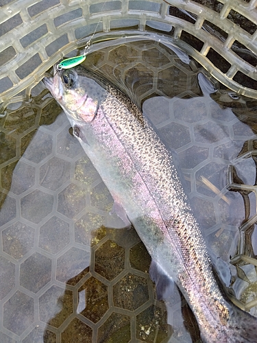 ニジマスの釣果