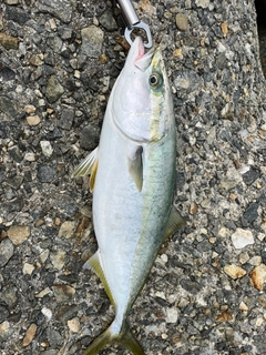 ハマチの釣果