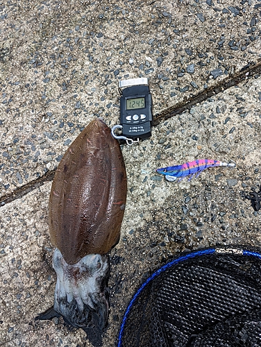 モンゴウイカの釣果