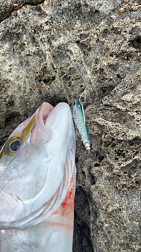 ネリゴの釣果