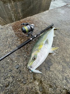 メジロの釣果