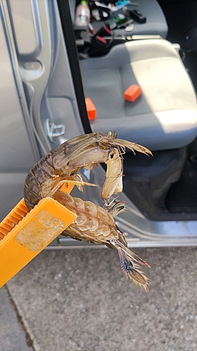 シャコの釣果