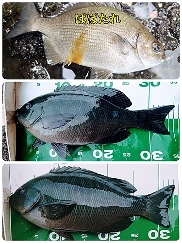 クチブトグレの釣果