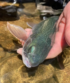 ミヤベイワナの釣果