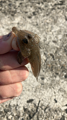 ハゼの釣果