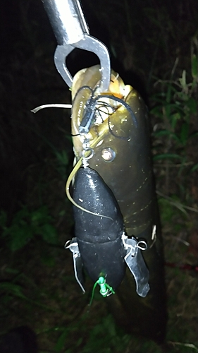 ナマズの釣果