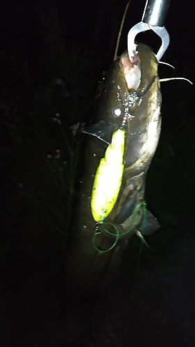 ナマズの釣果