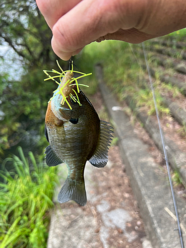 ブルーギルの釣果