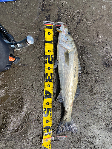 スズキの釣果