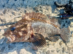 ハチガラの釣果