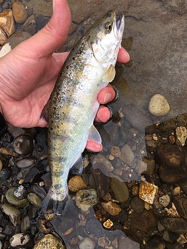 ヤマメの釣果