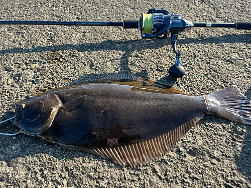 ヒラメの釣果