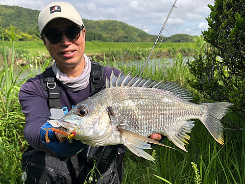 キチヌの釣果