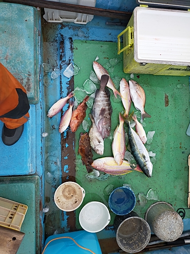 マハタの釣果