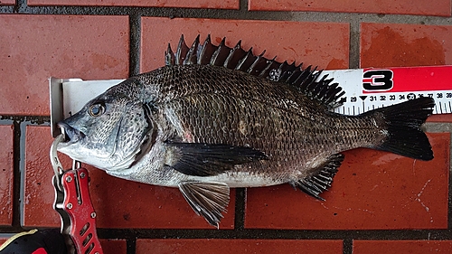 チヌの釣果