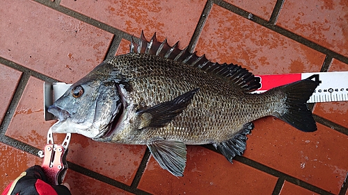 チヌの釣果