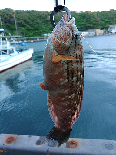 ベラの釣果