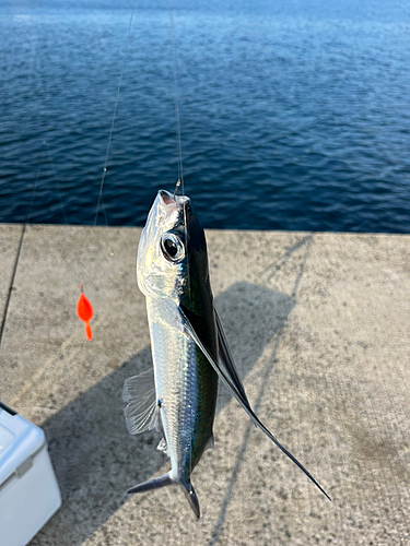 トビウオの釣果