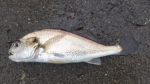 イシモチの釣果