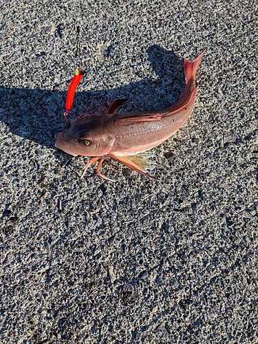 カナガシラの釣果