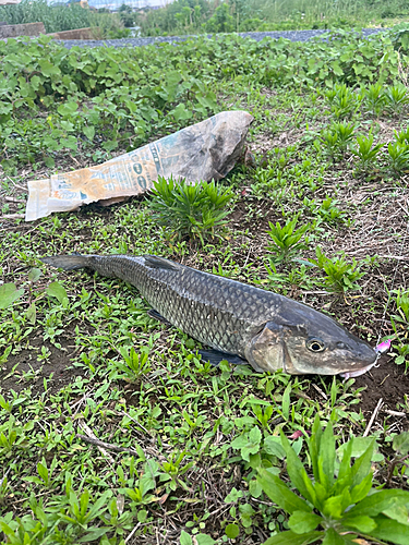 ニゴイの釣果