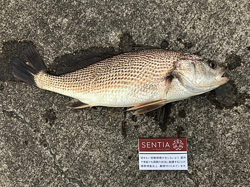 東京湾で釣れたニベの釣り・釣果情報 - アングラーズ