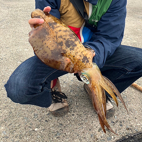 アオリイカの釣果