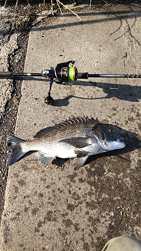 チヌの釣果