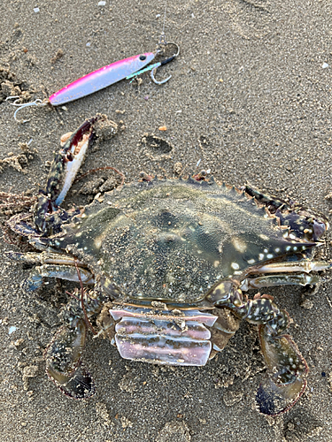 ワタリガニの釣果