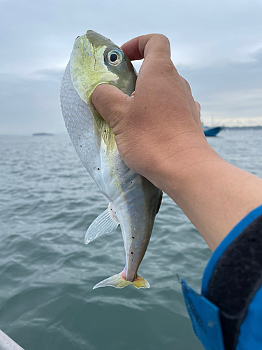 シロサバフグの釣果