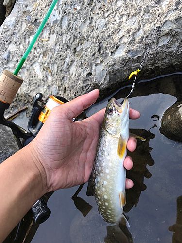 イワナの釣果