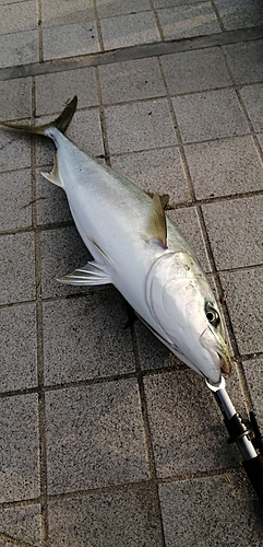 ハマチの釣果