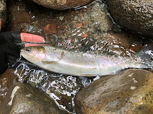 アマゴの釣果