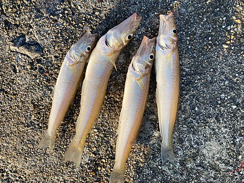 キスの釣果
