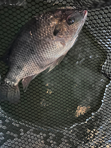 ティラピアの釣果