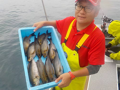 イサキの釣果