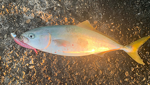 ツバイソの釣果