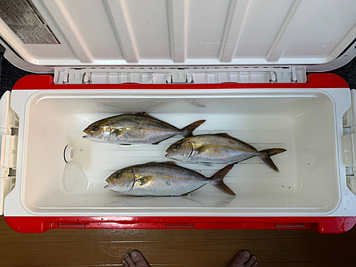 ショゴの釣果