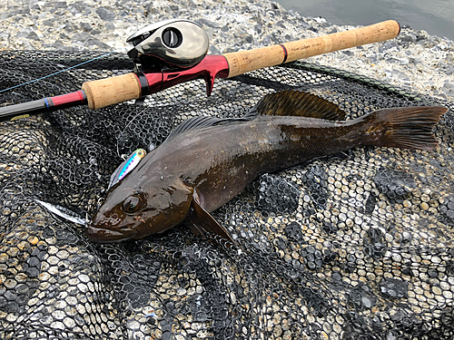 アイナメの釣果